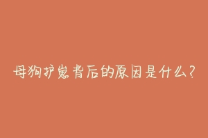 母狗护崽背后的原因是什么?