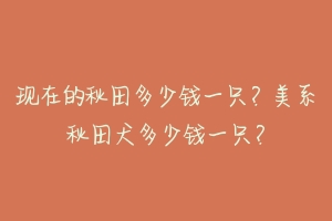 现在的秋田多少钱一只？美系秋田犬多少钱一只？