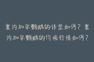 塞内加尔鹦鹉的体型如何?塞内加尔鹦鹉的价格行情如何?