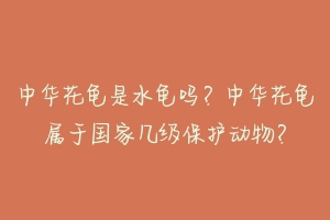 中华花龟是水龟吗?中华花龟属于国家几级保护动物?