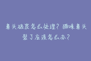 鼻头破皮怎么处理?猫咪鼻头裂了应该怎么办?