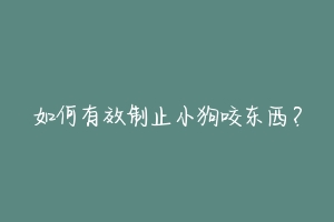 如何有效制止小狗咬东西?