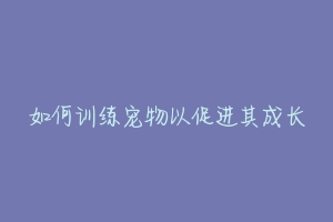 如何训练宠物以促进其成长