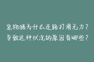 宠物猪为什么走路打滑无力?导致这种状况的原因有哪些?