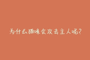 为什么猫咪会攻击主人呢?