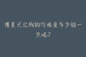 博美犬公狗的价格是多少钱一只呢?