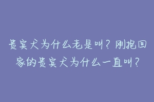 贵宾犬为什么老是叫?刚抱回家的贵宾犬为什么一直叫?