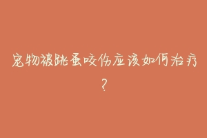 宠物被跳蚤咬伤应该如何治疗?