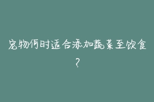 宠物何时适合添加蔬菜至饮食?