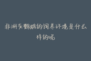 非洲灰鹦鹉的饲养环境是什么样的呢