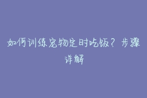 如何训练宠物定时吃饭?步骤详解