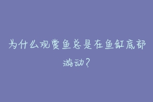 为什么观赏鱼总是在鱼缸底部游动?