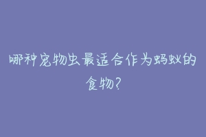 哪种宠物虫最适合作为蚂蚁的食物?