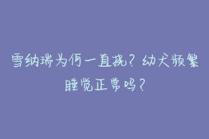 雪纳瑞为何一直挠?幼犬频繁睡觉正常吗?