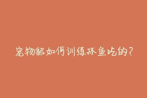 宠物貂如何训练抓鱼吃的?