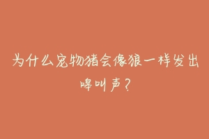 为什么宠物猪会像狼一样发出嗥叫声?
