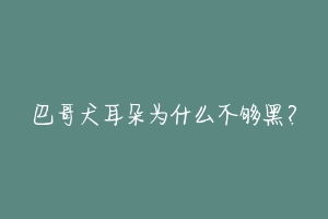 巴哥犬耳朵为什么不够黑?