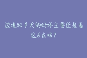 边境牧羊犬的好坏主要还是看这6点吗?