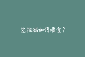 宠物猪如何喂食?