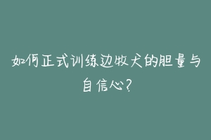 如何正式训练边牧犬的胆量与自信心?