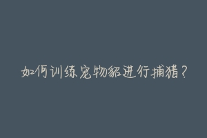 如何训练宠物貂进行捕猎?
