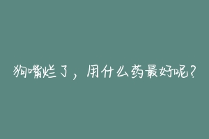 狗嘴烂了,用什么药最好呢?