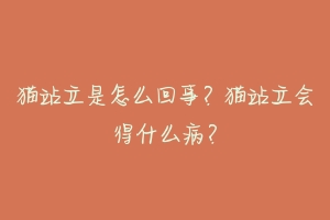 猫站立是怎么回事?猫站立会得什么病?