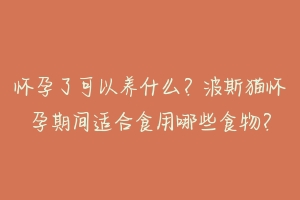 怀孕了可以养什么?波斯猫怀孕期间适合食用哪些食物?