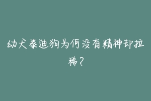幼犬泰迪狗为何没有精神却拉稀?