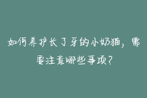如何养护长了牙的小奶猫,需要注意哪些事项?