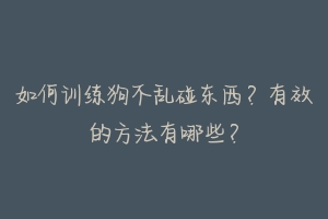 如何训练狗不乱碰东西?有效的方法有哪些?