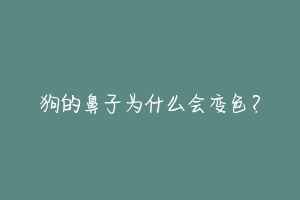 狗的鼻子为什么会变色?