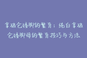 拿破仑矮脚的繁育:纯白拿破仑矮脚母的繁育技巧与方法