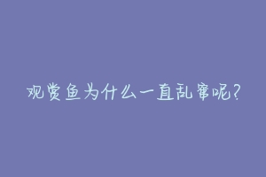 观赏鱼为什么一直乱窜呢?