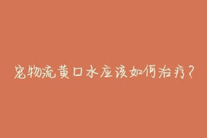 宠物流黄口水应该如何治疗?