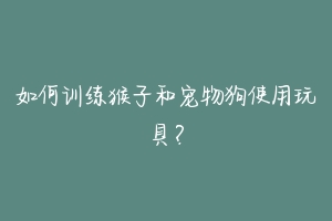如何训练猴子和宠物狗使用玩具?
