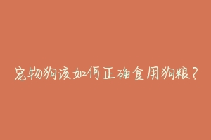 宠物狗该如何正确食用狗粮?