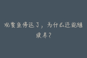 观赏鱼停运了,为什么还能继续养?