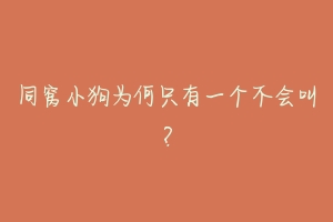 同窝小狗为何只有一个不会叫?