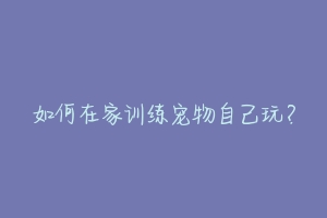 如何在家训练宠物自己玩?
