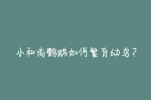 小和尚鹦鹉如何繁育幼鸟?