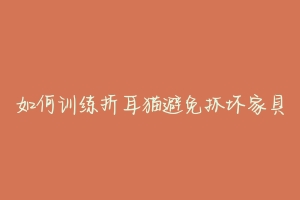 如何训练折耳猫避免抓坏家具