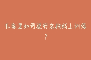 在家里如何进行宠物线上训练?