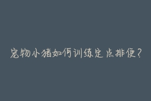 宠物小猪如何训练定点排便?