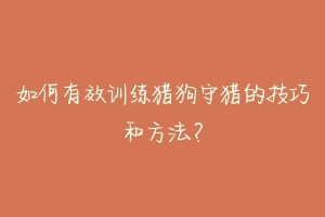 如何有效训练猎狗守猎的技巧和方法?