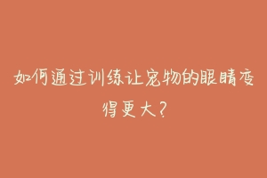 如何通过训练让宠物的眼睛变得更大?