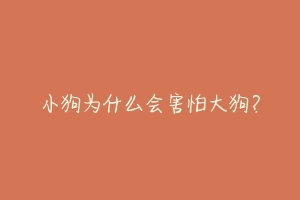 小狗为什么会害怕大狗?