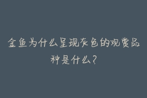 金鱼为什么呈现灰色的观赏品种是什么?