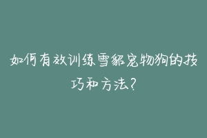 如何有效训练雪貂宠物狗的技巧和方法?