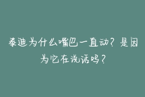 泰迪为什么嘴巴一直动?是因为它在说话吗?